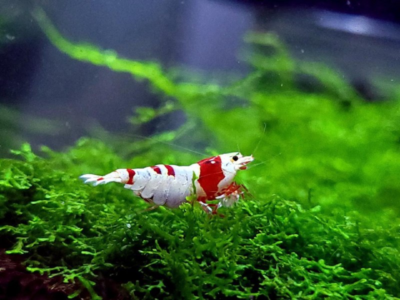 Креветка Caridina