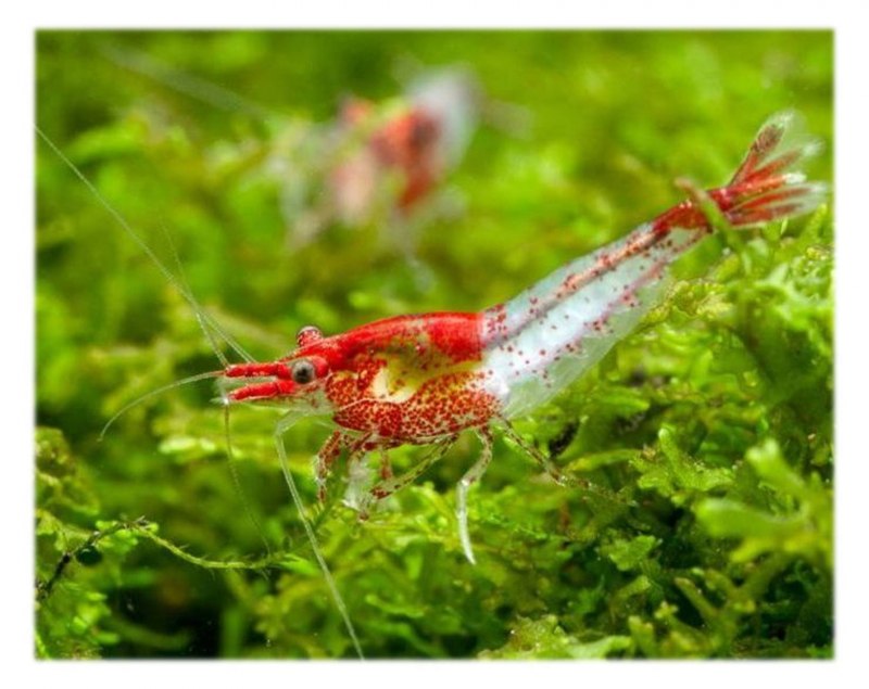 Freshwater Shrimp тигровая креветка 6/8