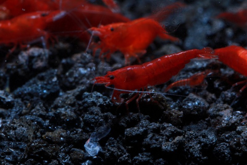Креветка Мандаринка Caridina lanceolata