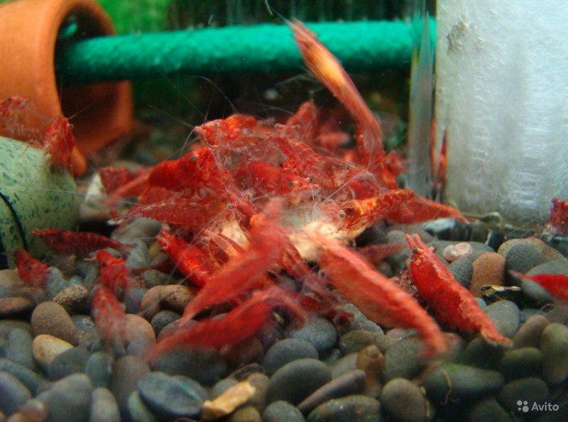 Креветка неокаридина Neocaridina heteropoda Wild