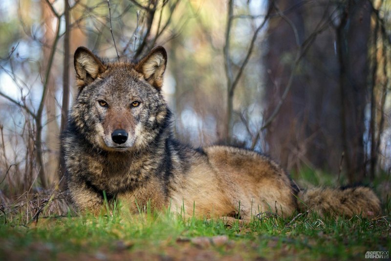 Canis Lupus beothucus