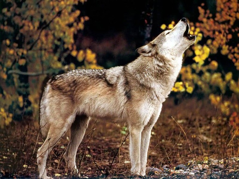 Canis Lupus Lycaon