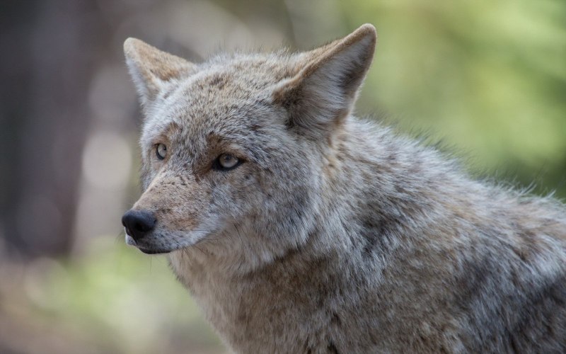 Canis Lupus cubanensis