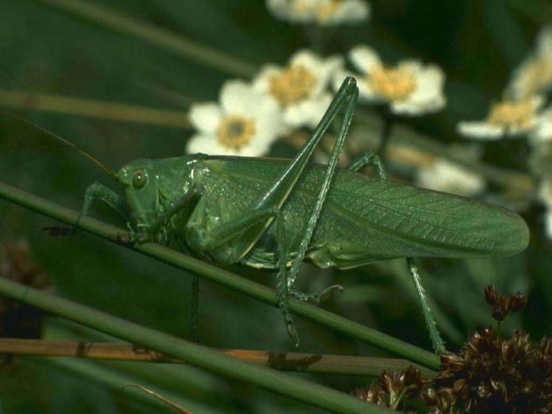 Серый кузнечик Decticus