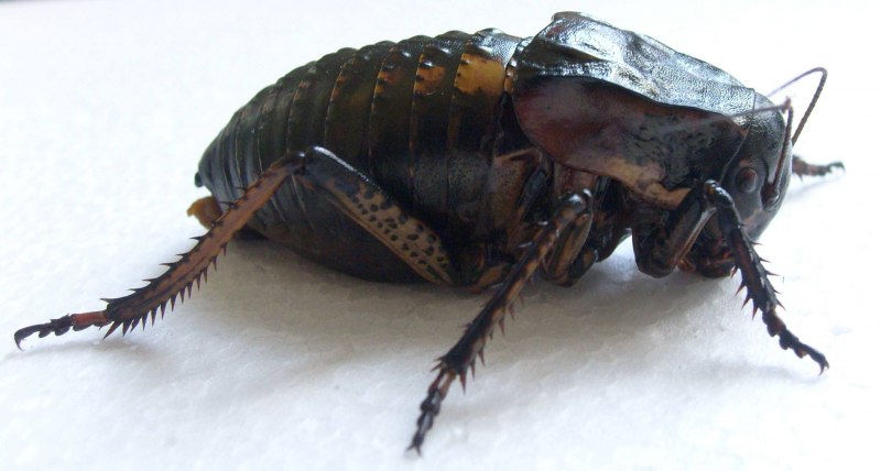 Кузнечик серый (Decticus verrucivorus)