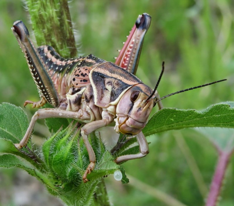 Neobarrettia spinosa кузнечик