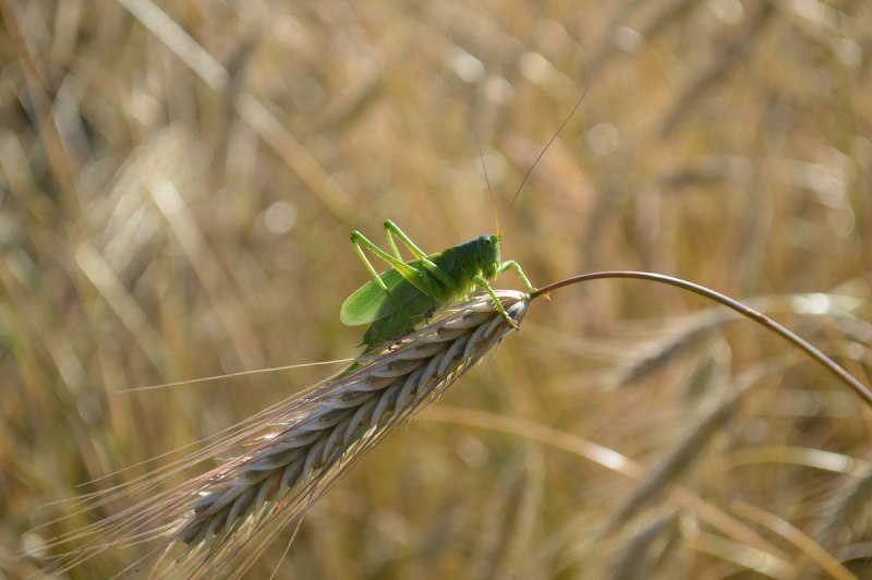 Acanthoplus discoidalis кузнечик