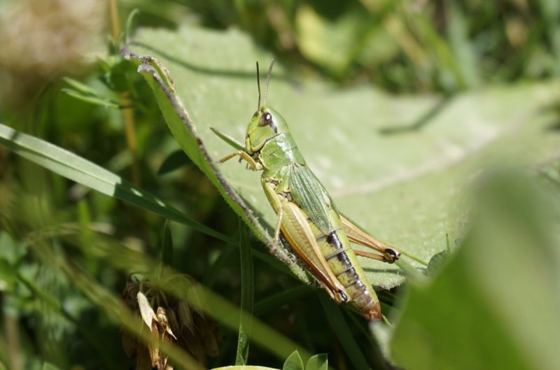 Кузнечик хвостатый Tettigonia caudata