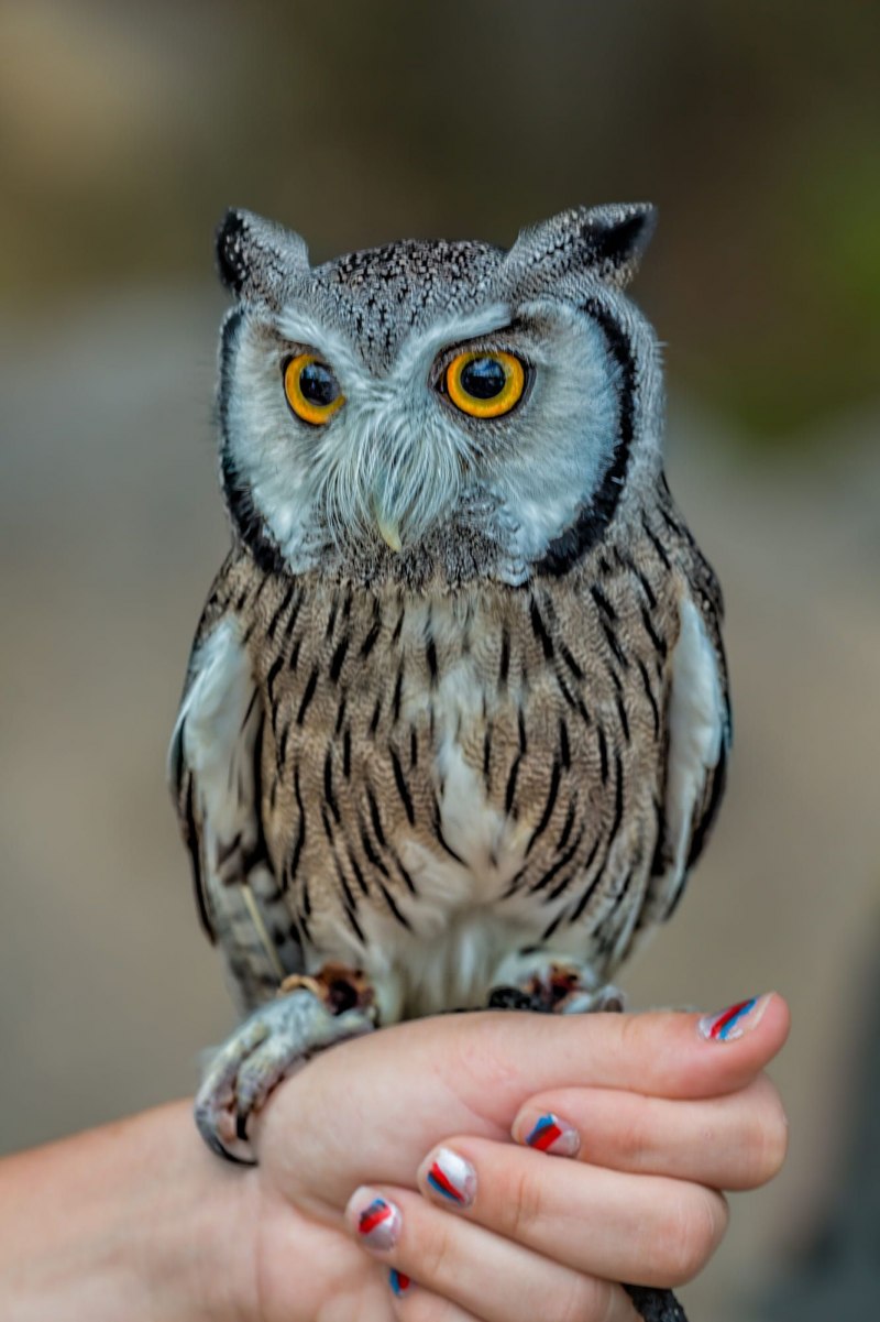 Королевский Филин