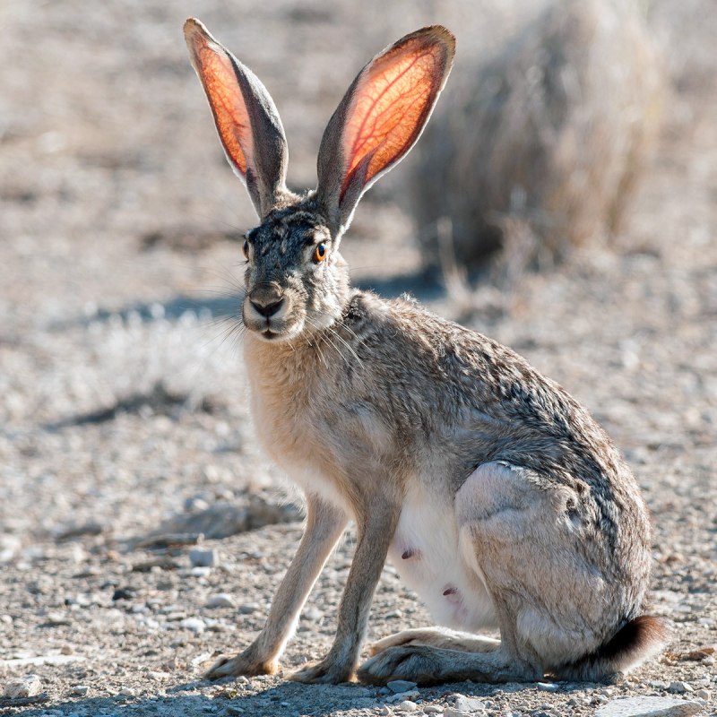 Пустынный заяц (59 фото)
