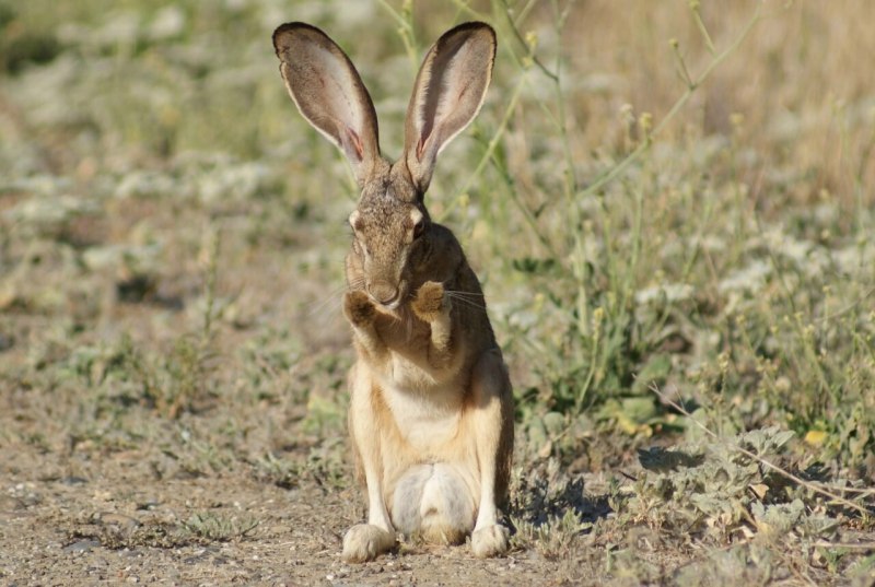Степной кролик Sylvilagus audubonii