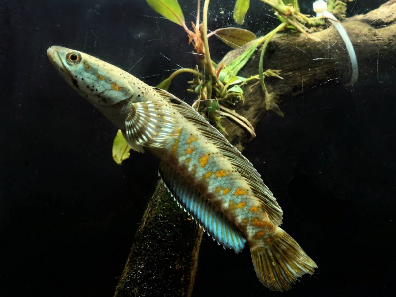 Змееголов пульхера (Channa pulchra)