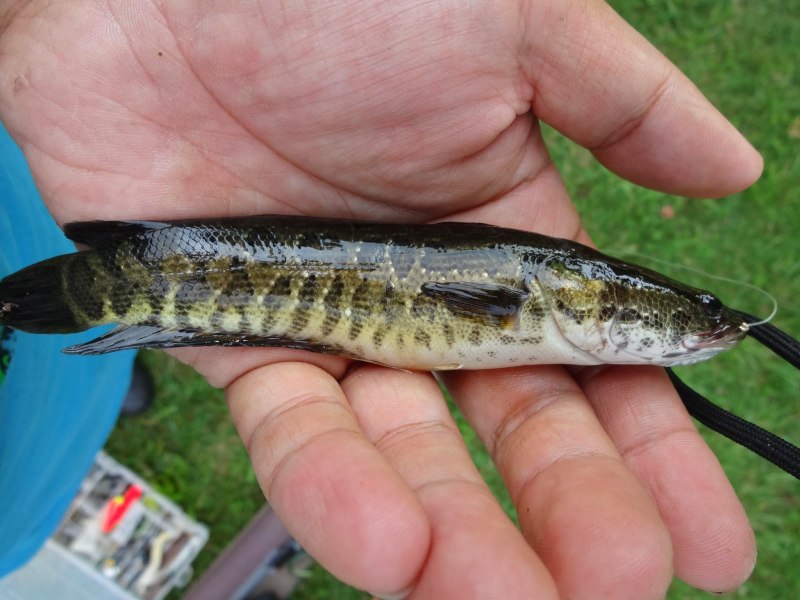 Channa marulioides