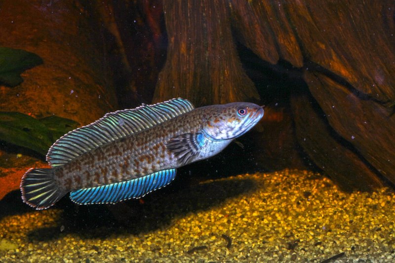Channa pleurophthalma