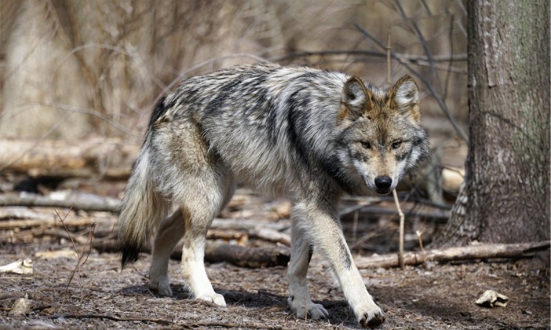 Волк canis Lupus