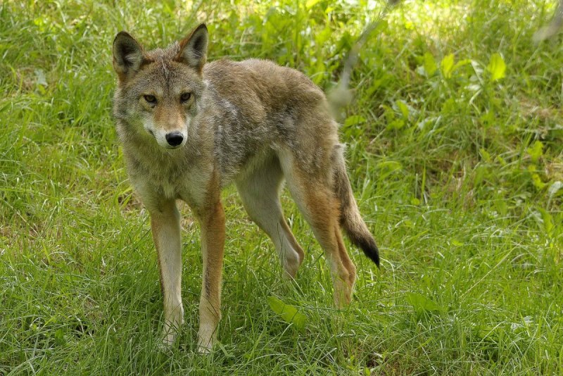 Canis Lupus Campestris