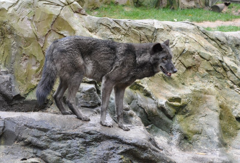 Canis Lupus Lycaon