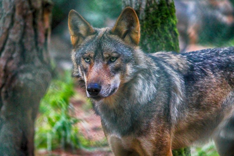 Canis Lycaon