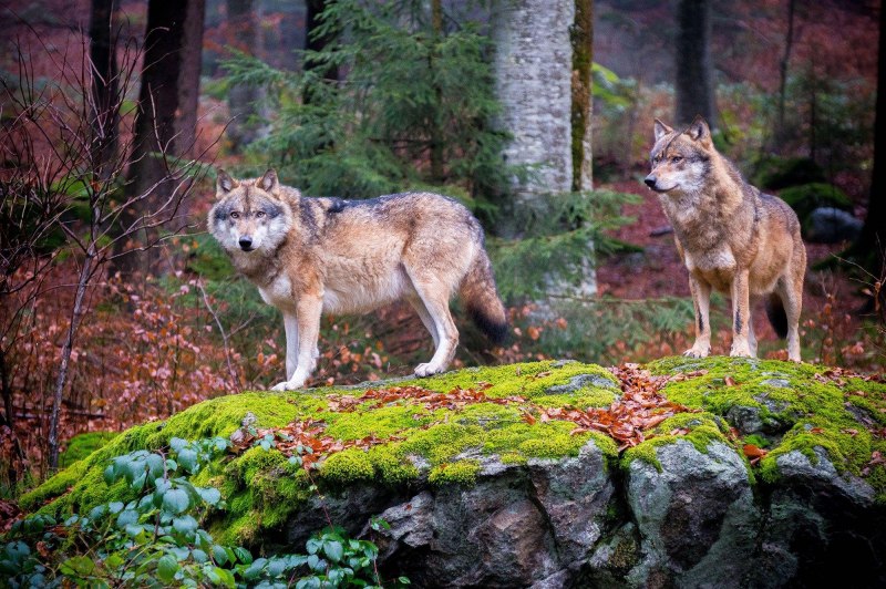 Волк - canis Lupus l.