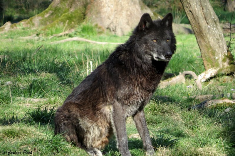 Кенайский волк canis Lupus alces