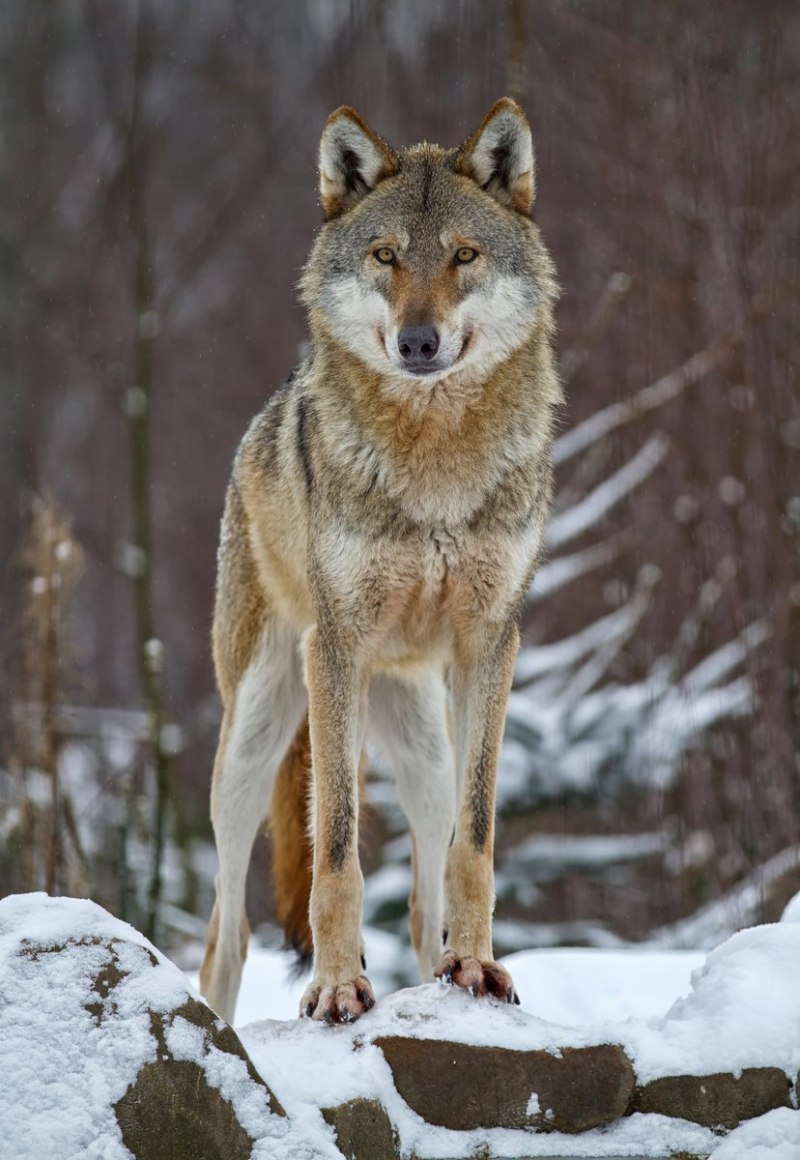 С. Latrans — койот, Луговой волк
