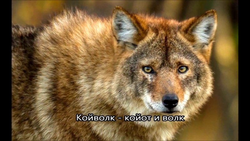Ванкуверский островной волк