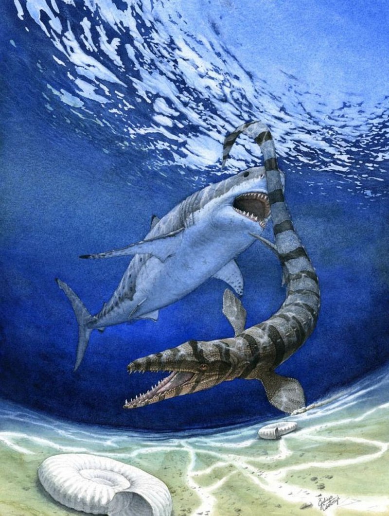 Кретоксирина (Cretoxyrhina)