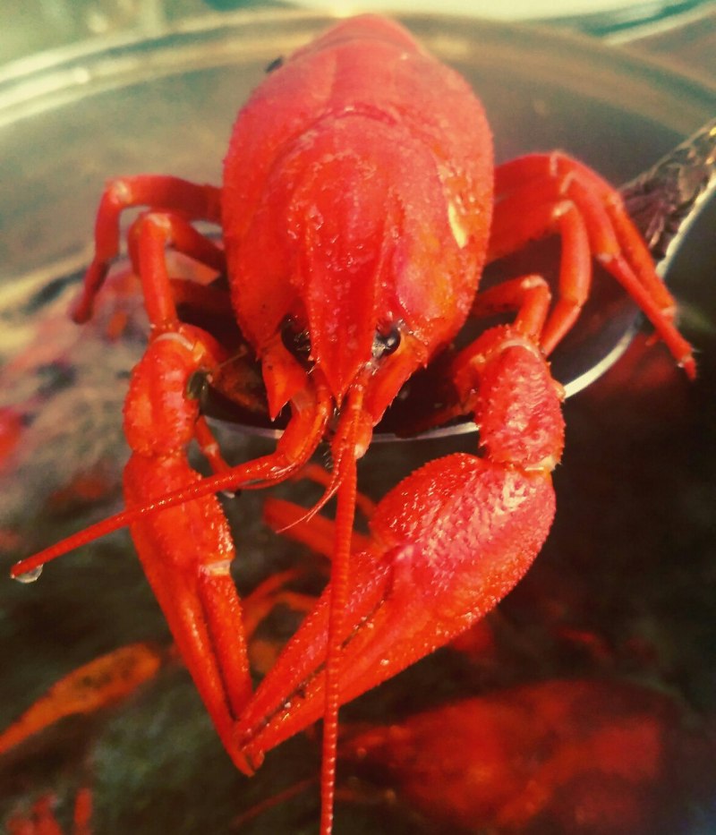 Cherax tenuimanus