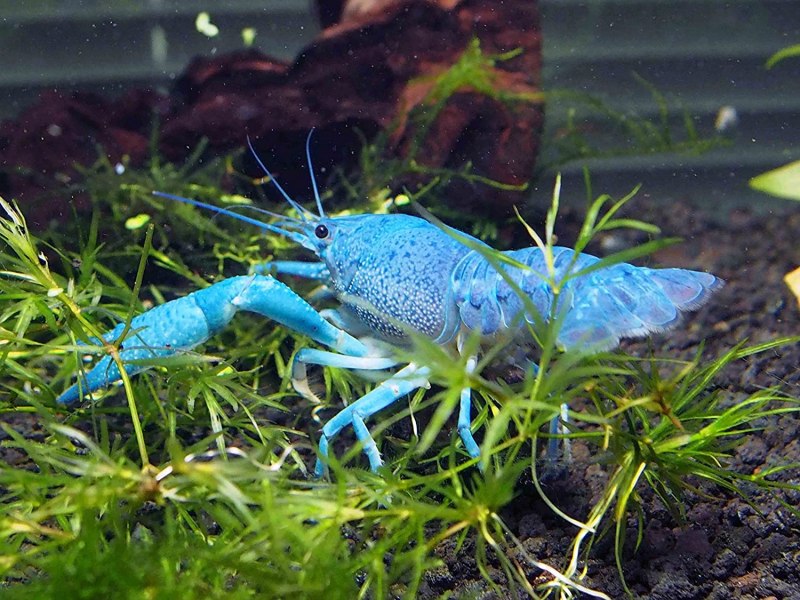 Cherax quadricarinatus