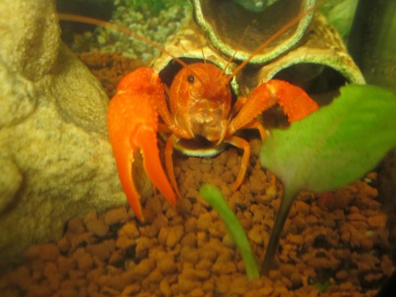 Procambarus clarkii