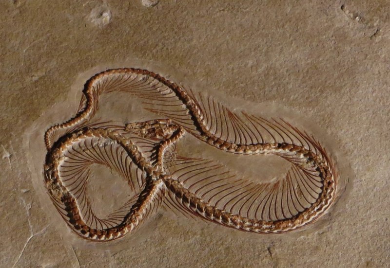 Eupodophis descouensi