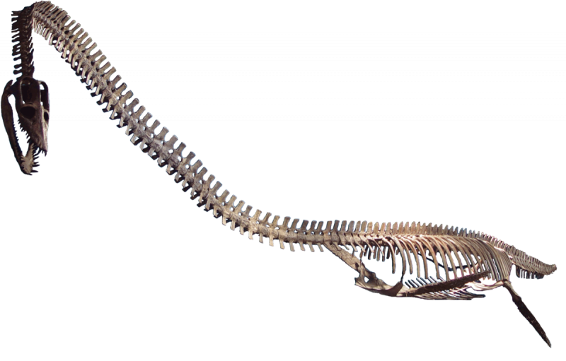 Megachirella wachtleri