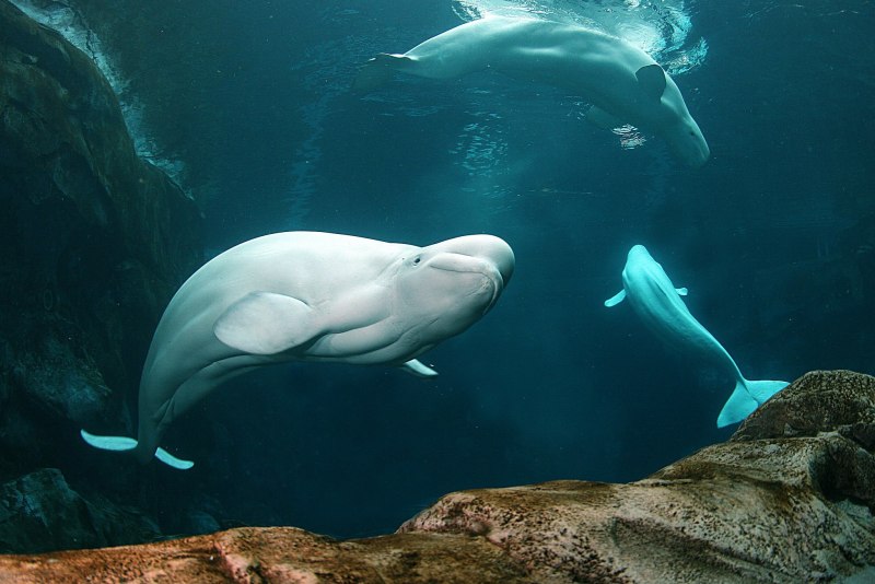 Белуха Delphinapterus leucas