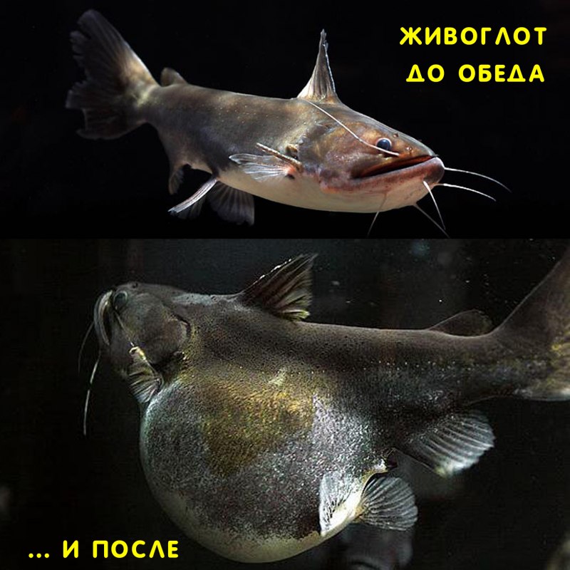 Удильщик мешкорот