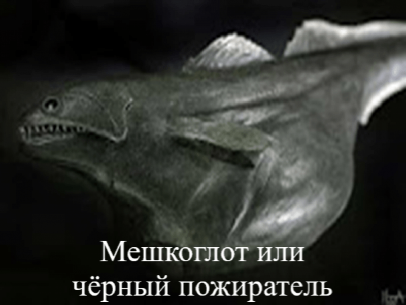 Мешкоглот рыба (55 фото)
