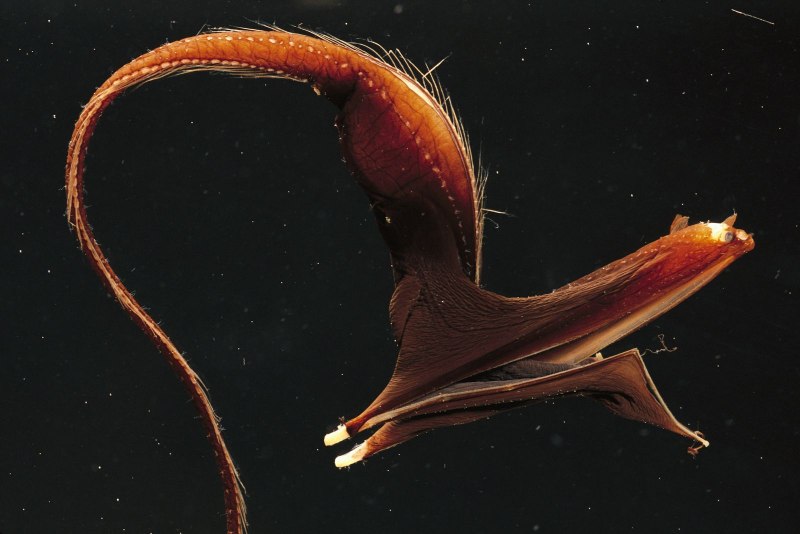 Lasiognathus amphirhamphus