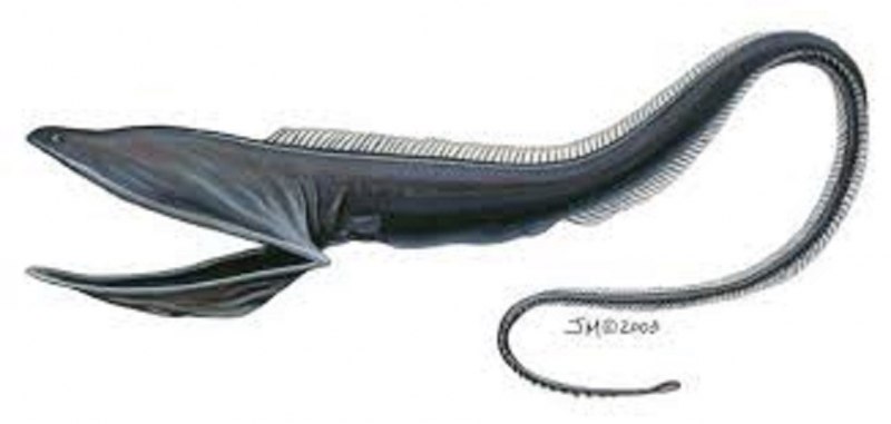 Длиннорогий Саблезуб (Anoplogaster cornuta)