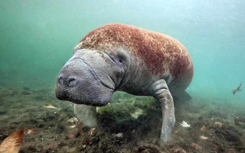 Морская корова детеныш