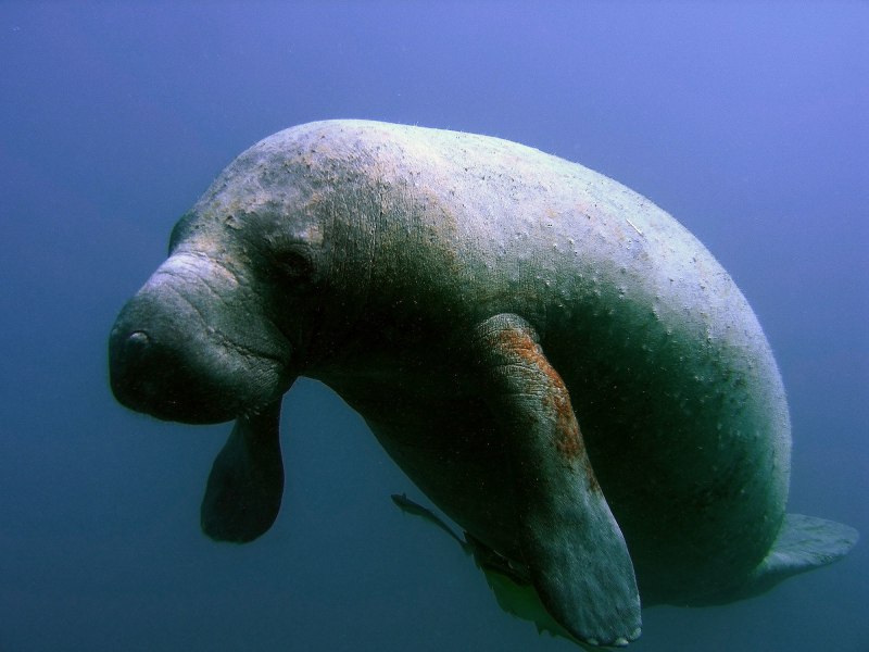 Ламантин морская корова