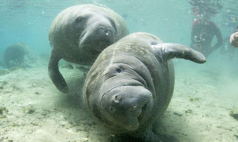 Морские коровы.места обитания