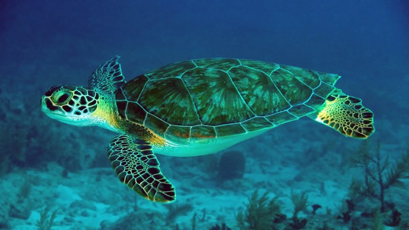 Зеленая морская черепаха (69 фото)