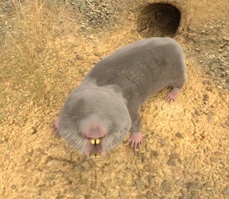 Крот слепыш
