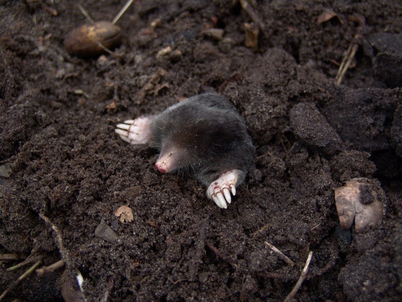 Голый землекоп (Heterocephalus Glaber)