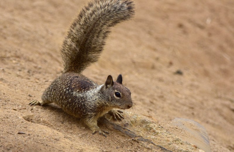 Ground Squirrel