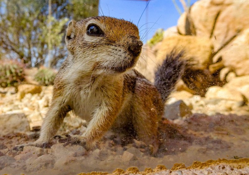 Калифорнийский суслик (Spermophilus beecheyi)
