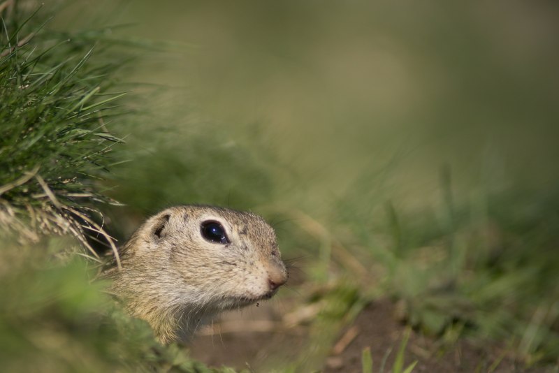 Geosciurus inauris