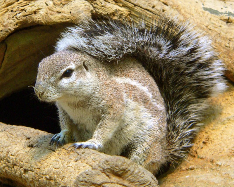 Калифорнийский суслик (Spermophilus beecheyi)
