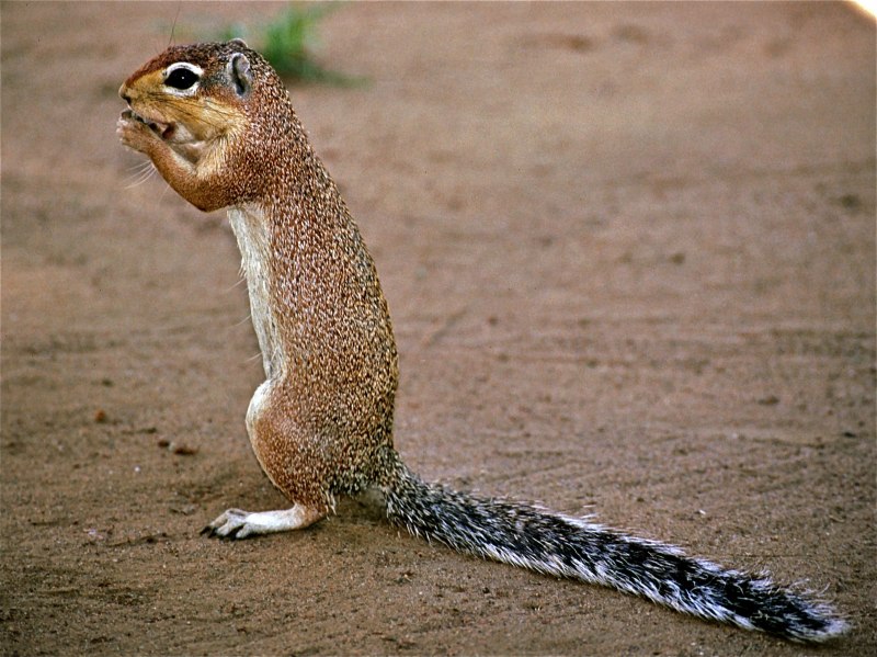 Калифорнийский суслик (Spermophilus beecheyi)