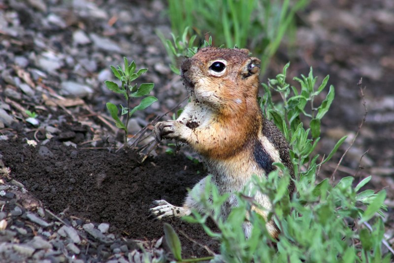 Citellus relictus
