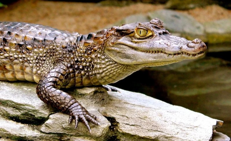 Очковый крокодил (66 фото)